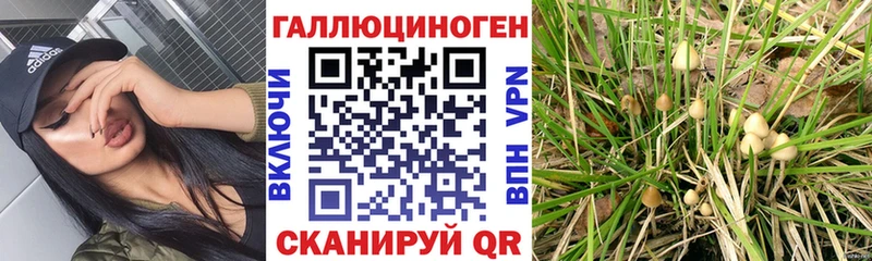где найти наркотики OMG сайт Псилоцибиновые грибы Psilocybine cubensis Находка